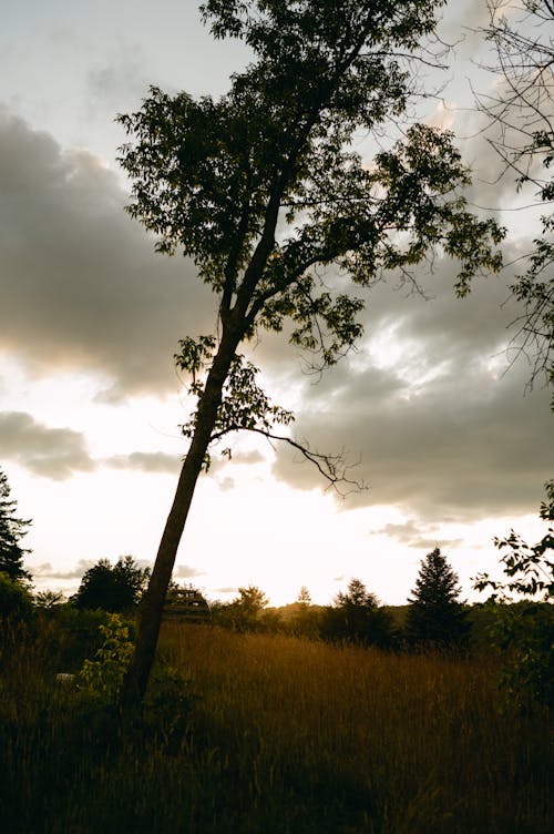 Imagine de stoc gratuită din arbori, arbuști, câmp