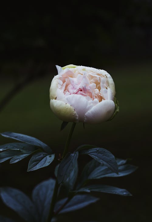 Foto d'estoc gratuïta de flor, fulles, gotes