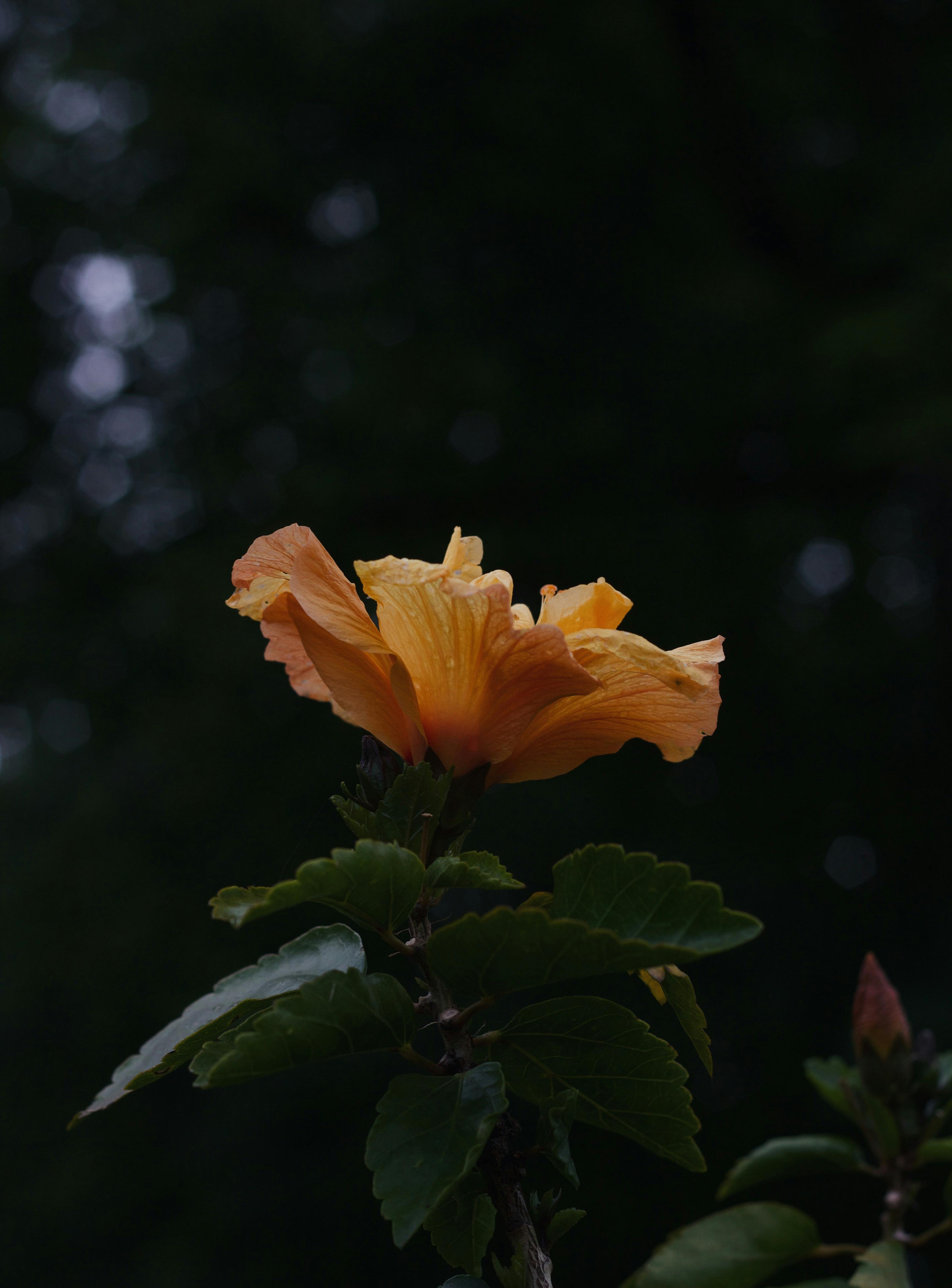 Spring Cosmos Photos, Download The BEST Free Spring Cosmos Stock Photos ...