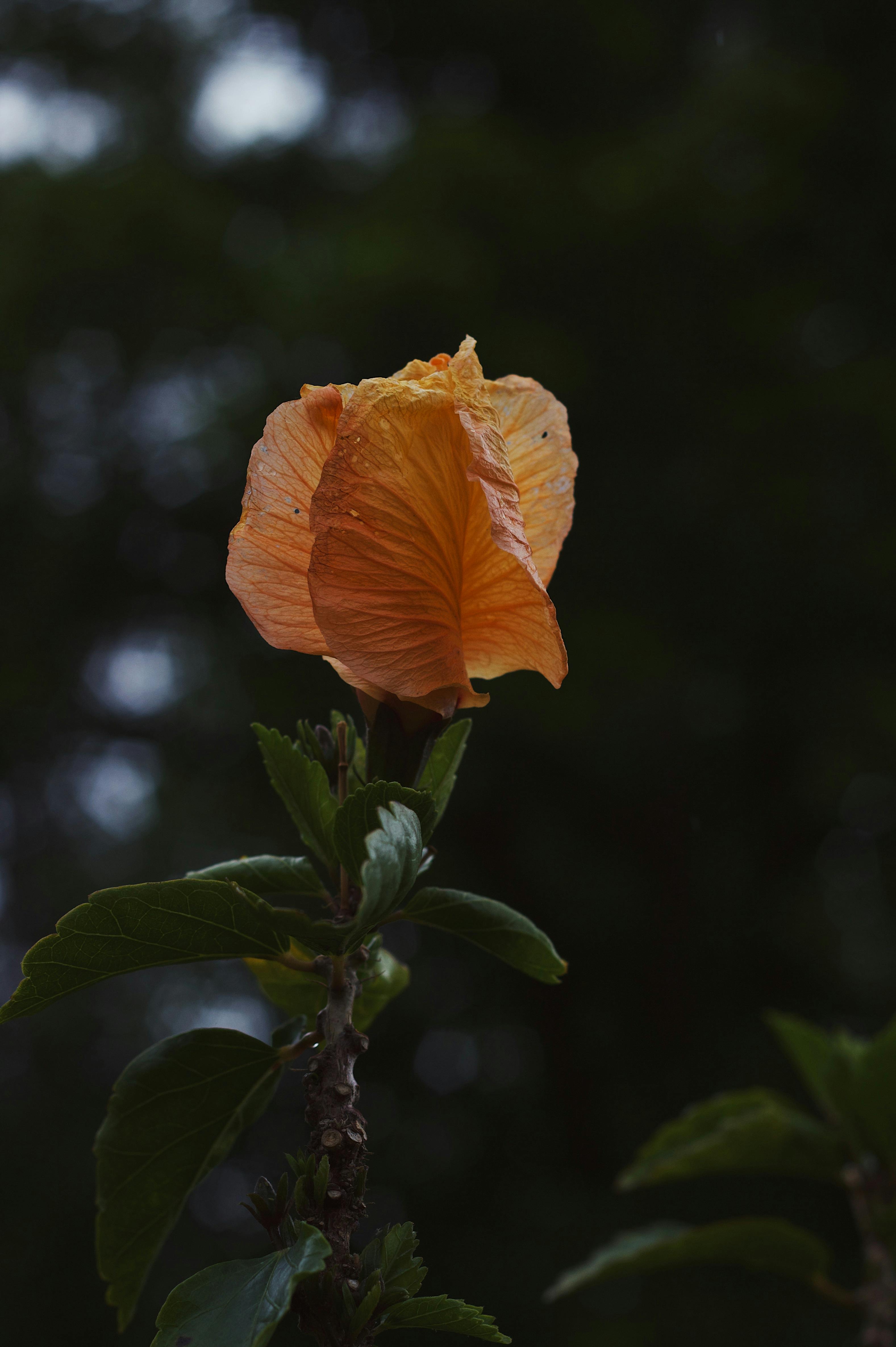 Spring Cosmos Photos, Download The BEST Free Spring Cosmos Stock Photos ...