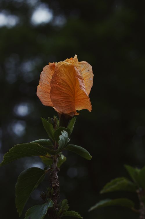 Free Close-up of a vibrant orange hibiscus bloom with dark greenery background. Stock Photo