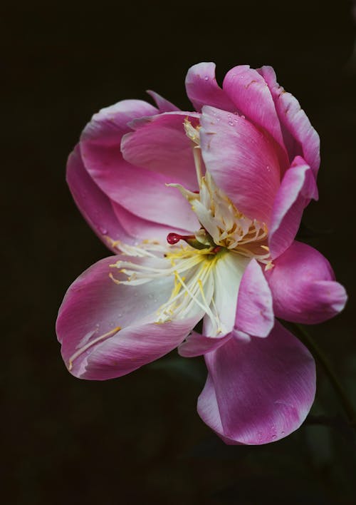 Foto profissional grátis de cor-de-rosa, flor, fundo preto