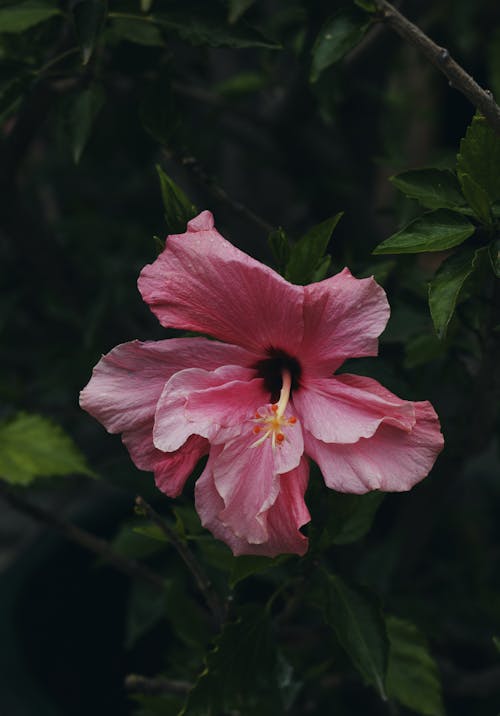 Foto d'estoc gratuïta de flor, florir, fulles