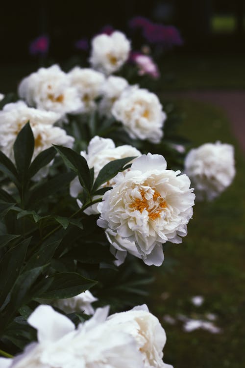 Immagine gratuita di arbusto, boccioli, fiori