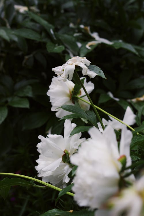 Foto d'estoc gratuïta de creixement, enfocament selectiu, flor blanca