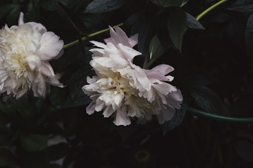 Close-up of Chinese Peonies on a Shrub 