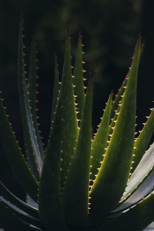 Foto profissional grátis de aloe vera, fechar-se, folhas