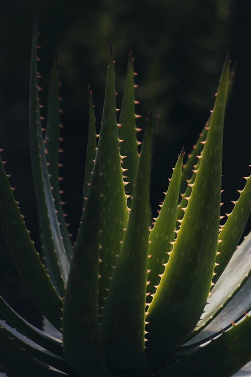Close-up of Aloe Vera  Free Stock Photo