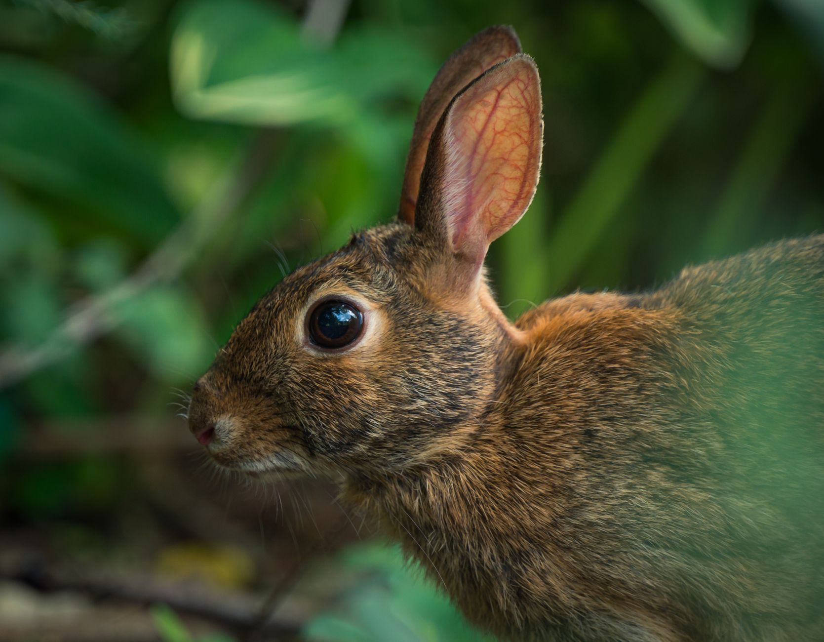 Portrait of a rabbit at a veterinary clinic