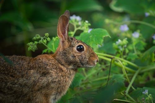 Immagine gratuita di avvicinamento, coniglio, fauna selvatica