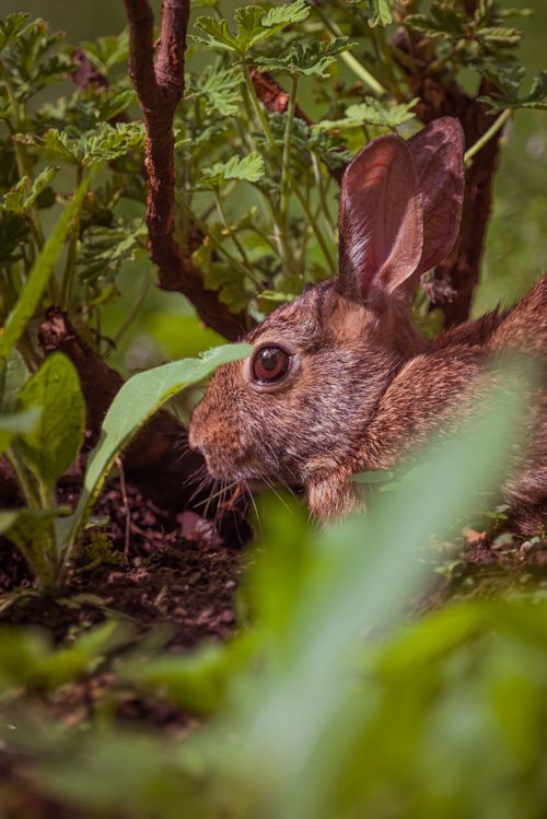 Free A wild rabbit nestled among green foliage, showcasing its natural habitat. Stock Photo