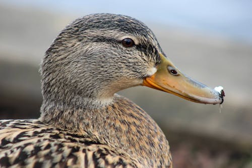 Close-up of a Female Mallard 