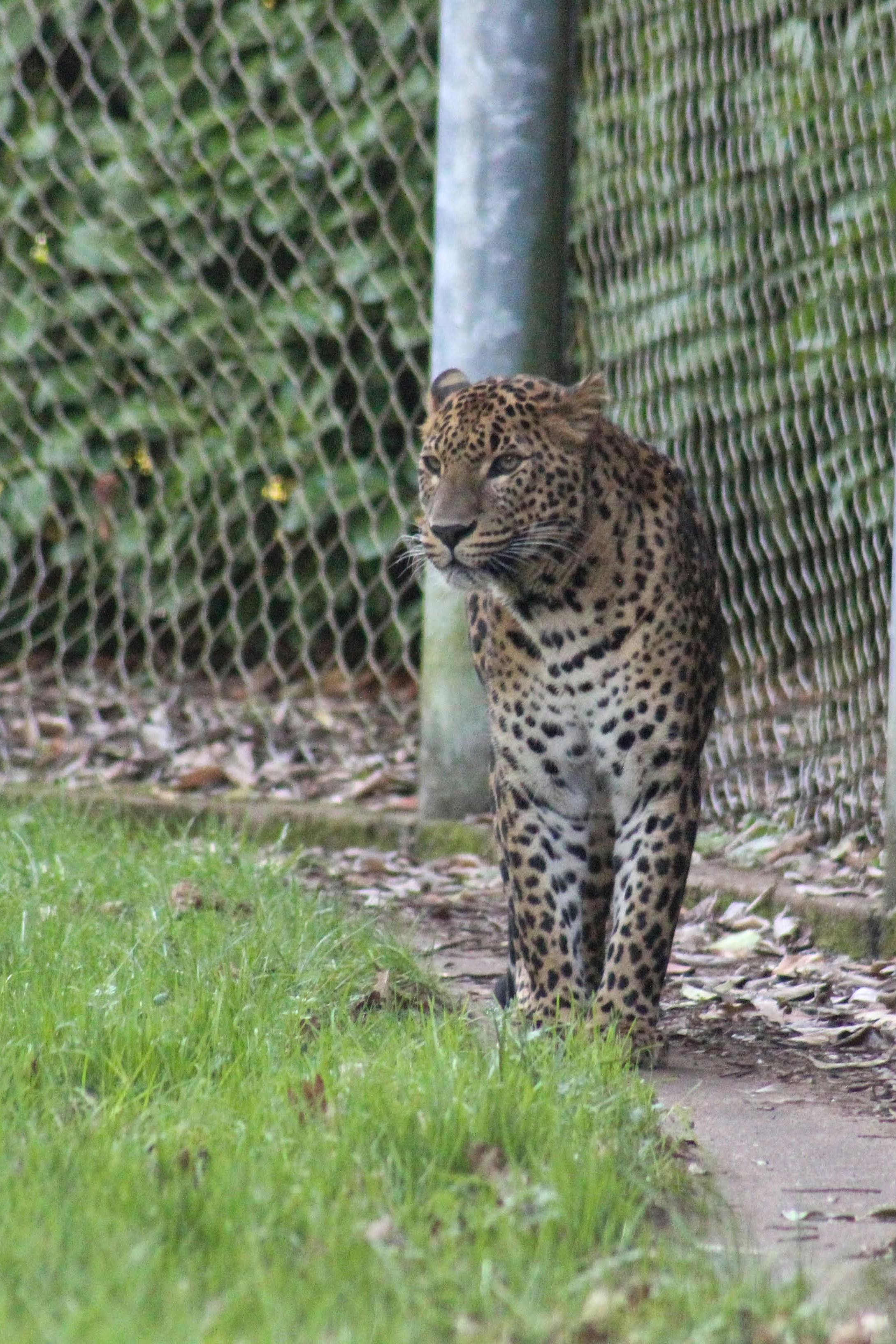leopard in zoo age