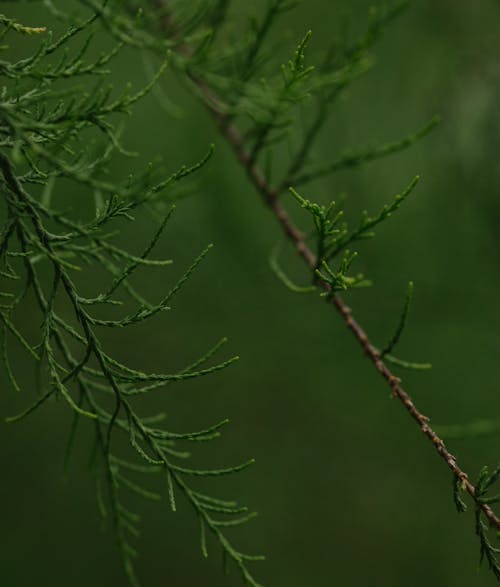 Close-up of Conifer Branch 