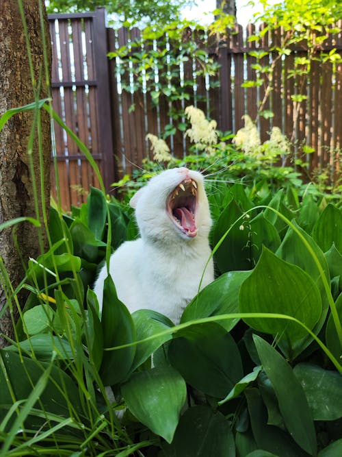 Бесплатное стоковое фото с большой кот, забавный кот, зеленые цветы