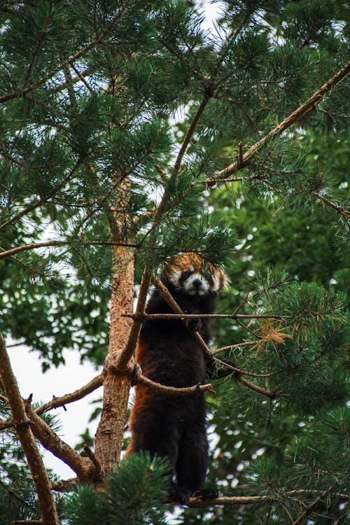 A Red panda Standing on a Tree 