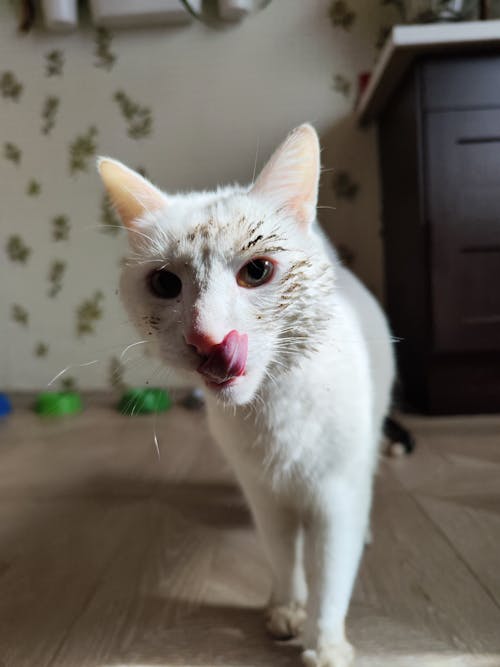 Základová fotografie zdarma na téma bílá kočka, jazyk ven, velká kočka