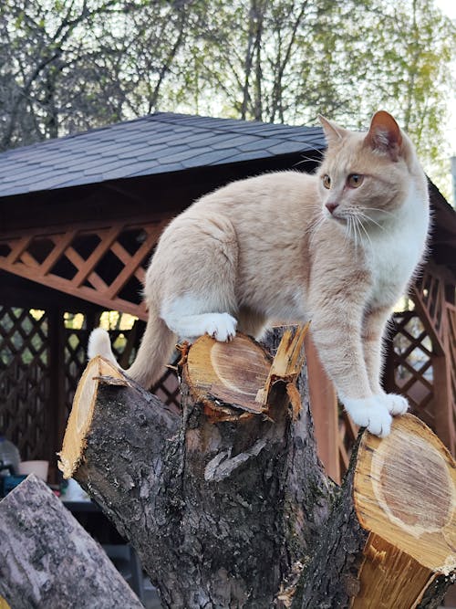 Free stock photo of domestic cat, ginger cat, large tree