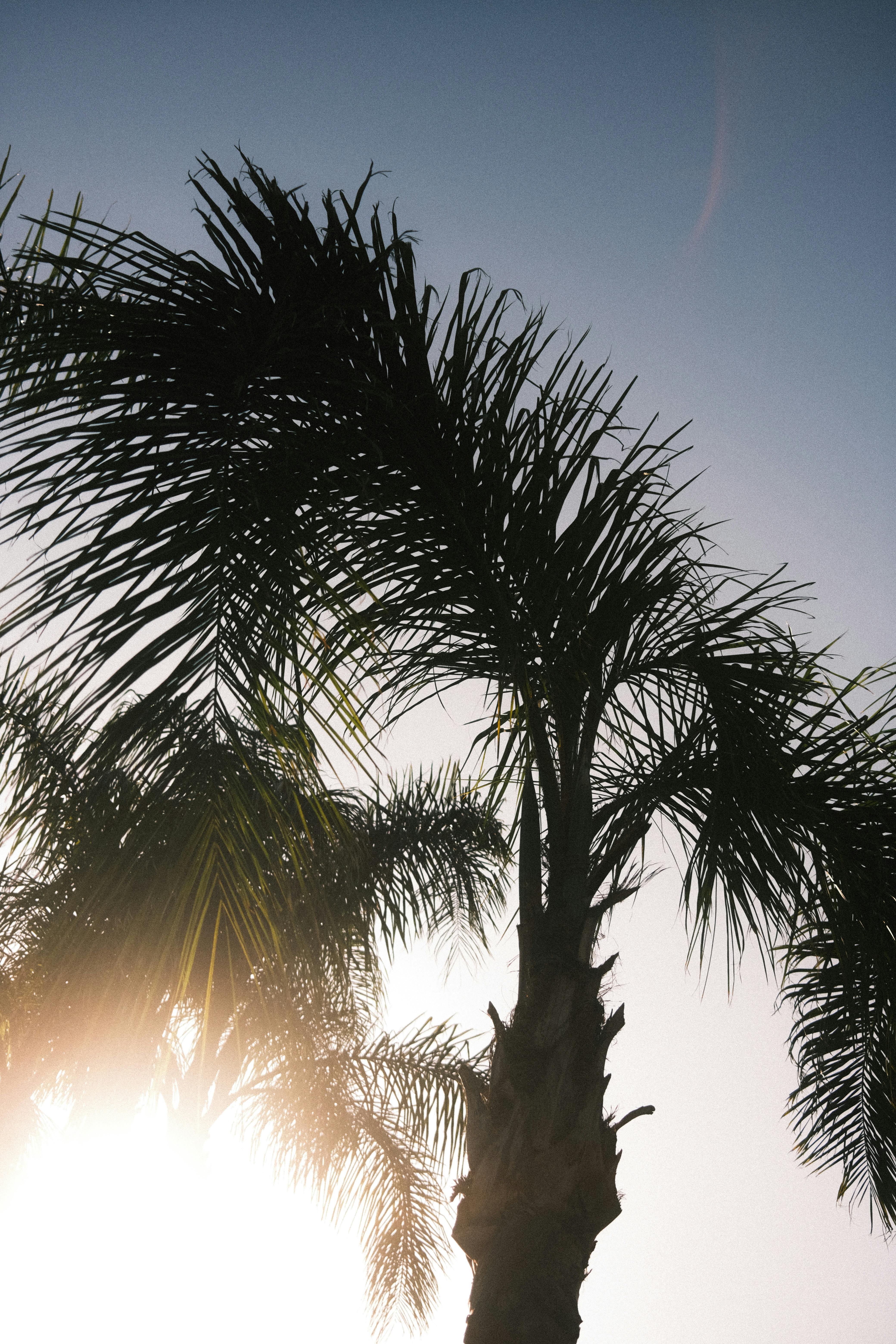 Silhouetted palm trees with sunlight peeking through against a bright blue sky.