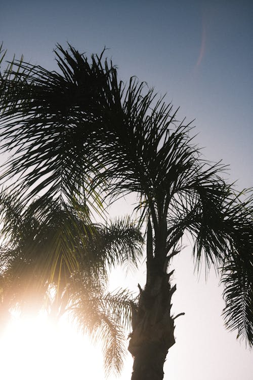 Silhouetted Palm Trees with Sun Shining between the Leaves 