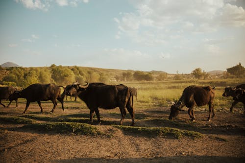 一群動物, 家畜, 水牛 的 免費圖庫相片
