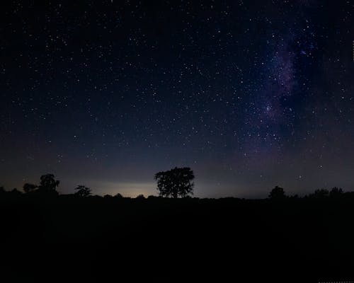 Silhouettes Trees under Starry Night Sky 