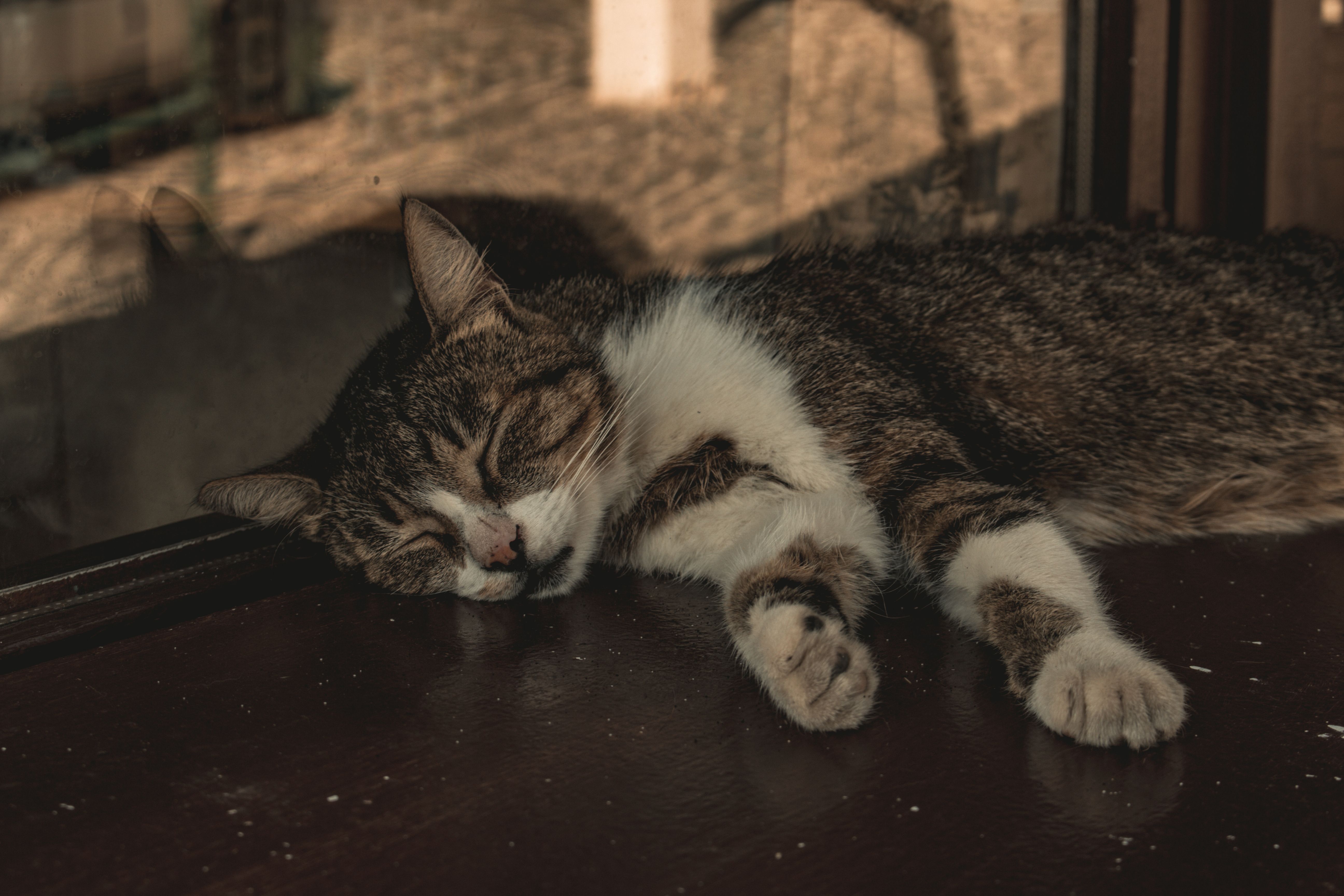 A cat sleeping on a window sill · Free Stock Photo
