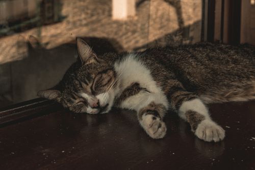 Free A peaceful tabby cat basking and sleeping by a window sill in warm sunlight. Stock Photo