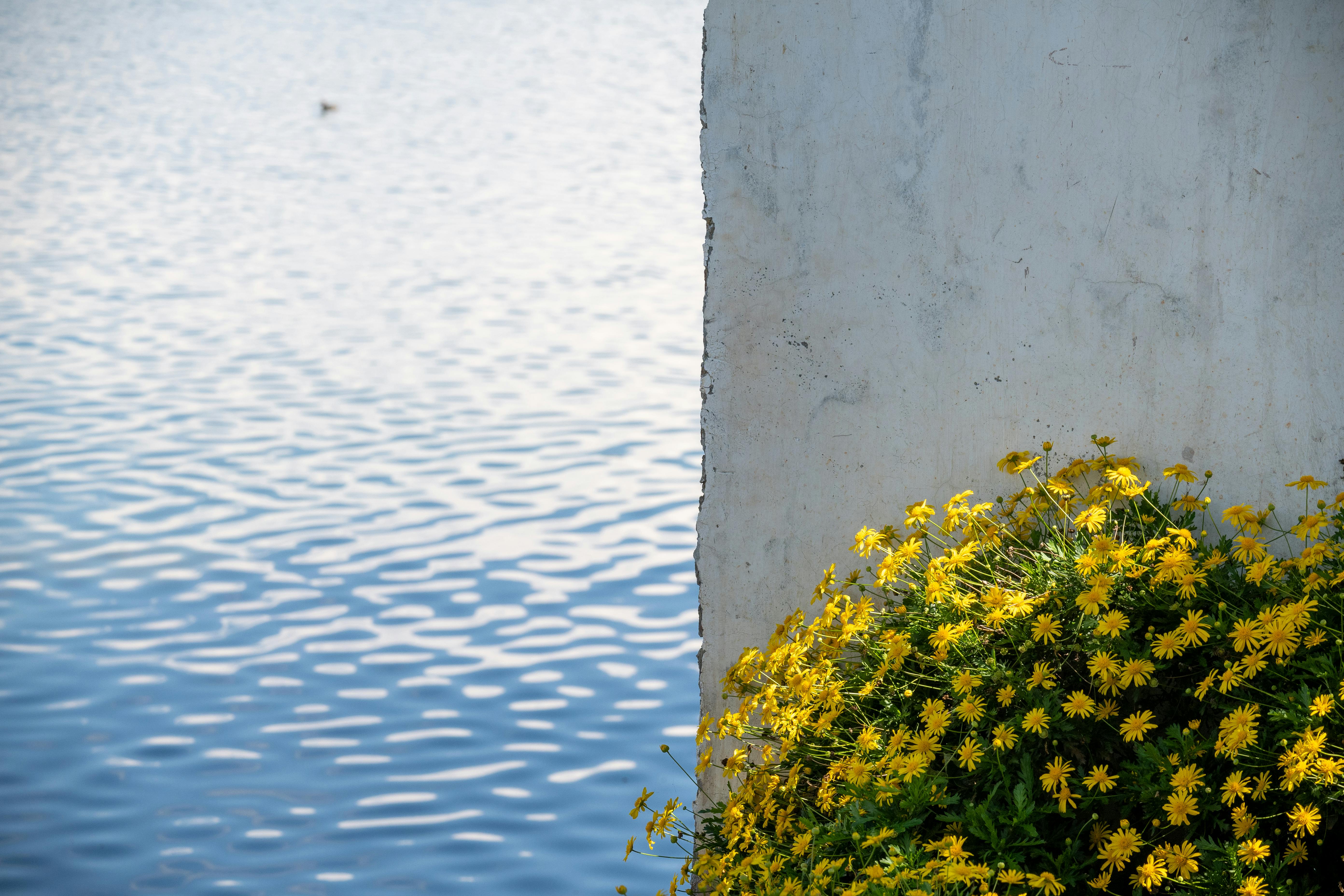 Yellow flowers bloom beside a serene body of water, offering a peaceful and bright scene.
