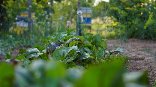 Close-up of Beetroots Growing on a Vegetable Patch 