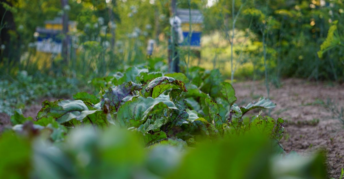 A vibrant vegetable garden in summer showcasing healthy beetroot plants with lush green leaves. - Evidence evidence guide for beetroot exercise performance meta-analysis