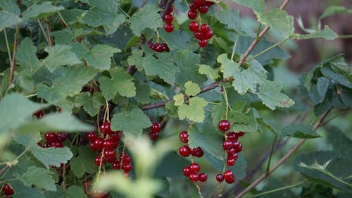 Close-up of Redcurrants on a Shrub 