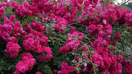 Free A breathtaking view of vibrant climbing roses in full bloom, showcasing natural beauty. Stock Photo