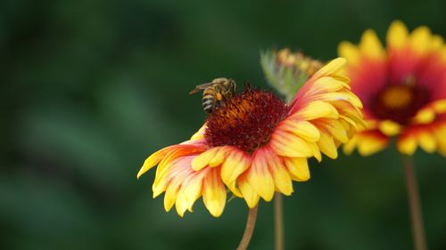 Free Close-up of a bee collecting nectar from vibrant gaillardia blooms in a garden setting. Stock Photo