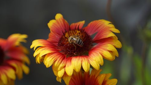 Free Close-up of a bee pollinating a vibrant red and yellow Gaillardia flower. Stock Photo