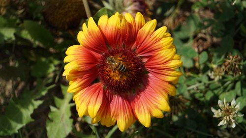 Free A close-up of a bee collecting nectar from a vibrant Gaillardia flower, illustrating pollination in a sunny garden. Stock Photo