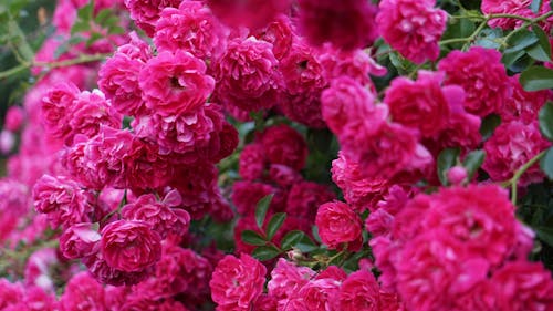 Close-up of a Bright Pink Rosebush in a Garden 