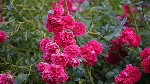 Thorny Shrub of Pink Roses