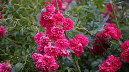 Free Close-up of vibrant pink roses blooming in a lush green garden. Stock Photo