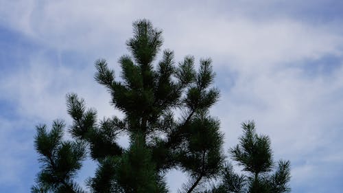 Free stock photo of pine, water, wood