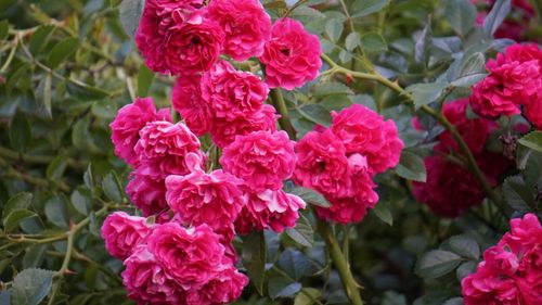 Free Beautiful pink climbing roses flourishing in a lush garden setting. Stock Photo