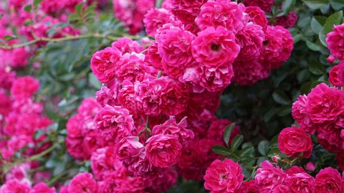 Free Close-up of vivid pink roses on a vine, showcasing their natural beauty. Stock Photo