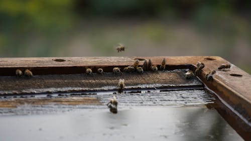 Close-up of Bees Flying near a Beehive 