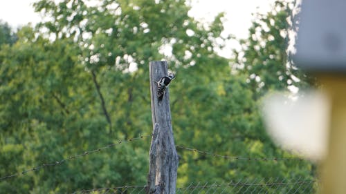 Free stock photo of pretty bird, wood, woodpecker