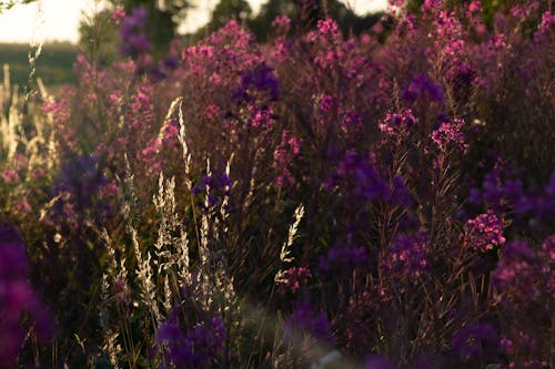 Immagine gratuita di erbe aromatiche, fiori di campo, fiori rosa