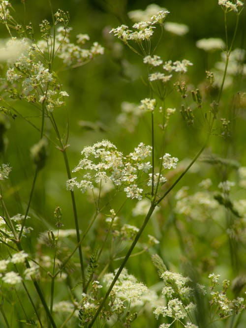 Free Cow Parsley Flowers Stock Photo