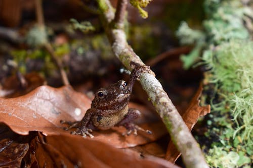 Brown Frog on Autumn Leaves