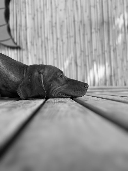 Fotobanka s bezplatnými fotkami na tému čierny a biely, cviky plank, domáce zviera