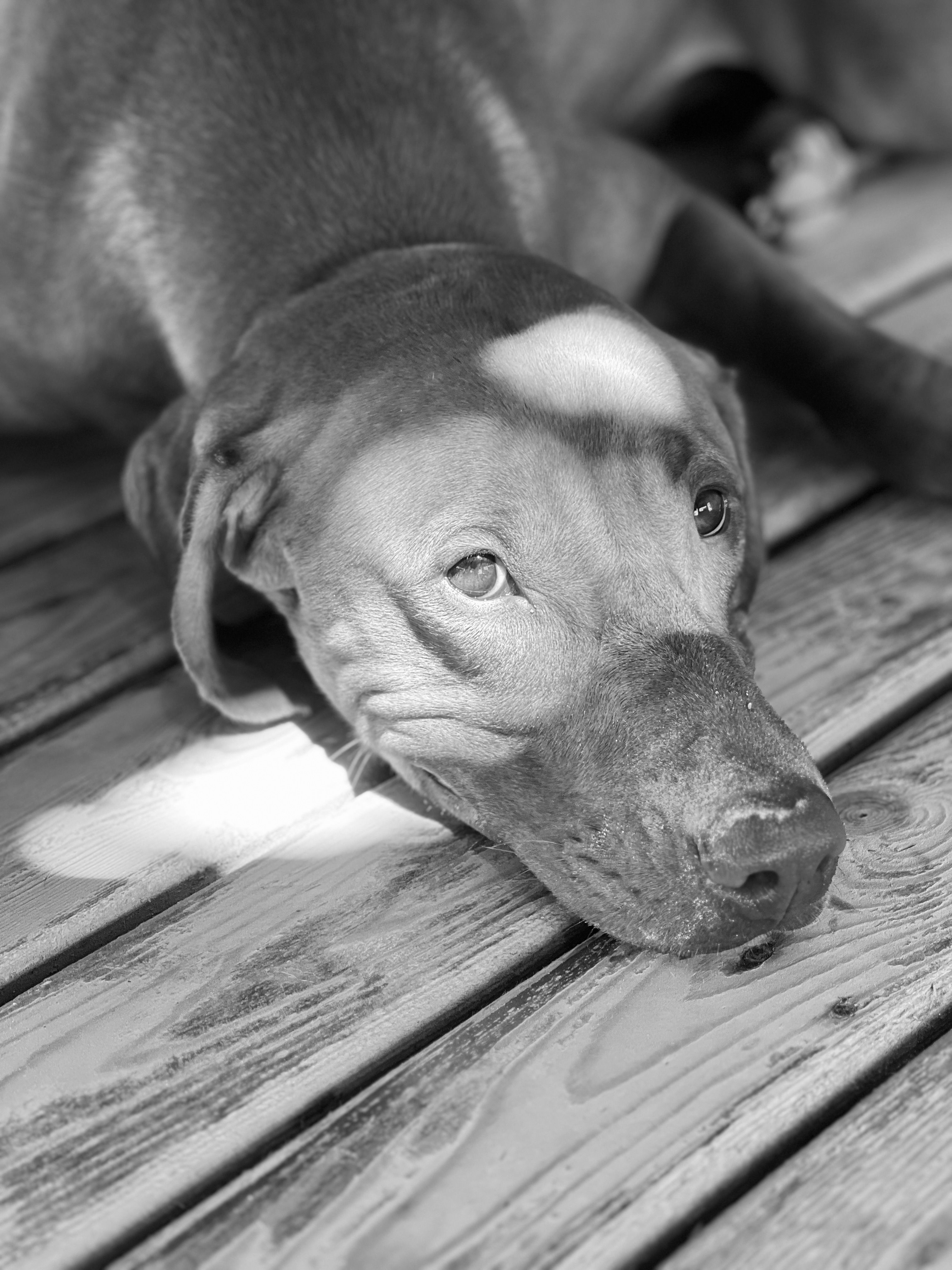 A Dog Lying on a Wooden Floor · Free Stock Photo