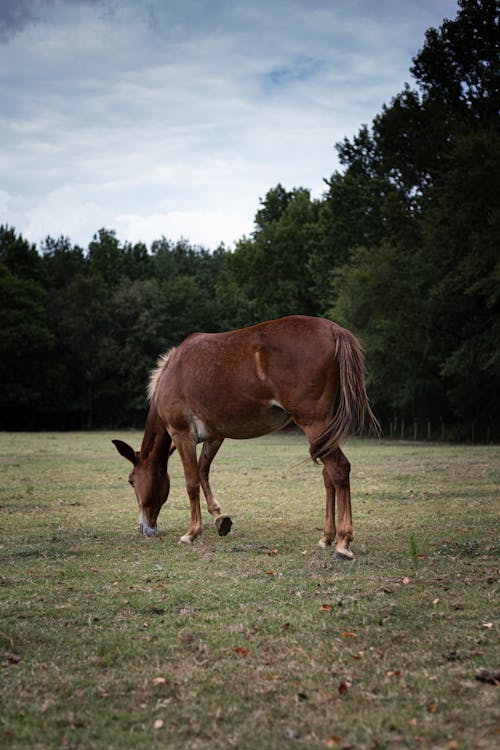 A Brown Horse Grazing on a Pasture 